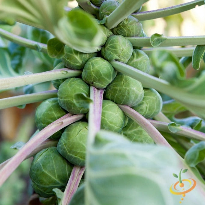 Shop for Brussels Sprouts Long Island Catskill seeds to buy online in the USA. Find Open-pollinated OP, USA-quality, Heirloom, NON-GMO organic seeds & more!
