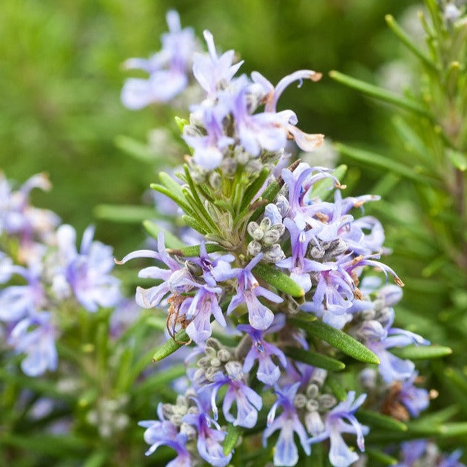 Close-up of rosemary seeds from SeedsNow, showing small, dark seeds ideal for planting rosemary herb.