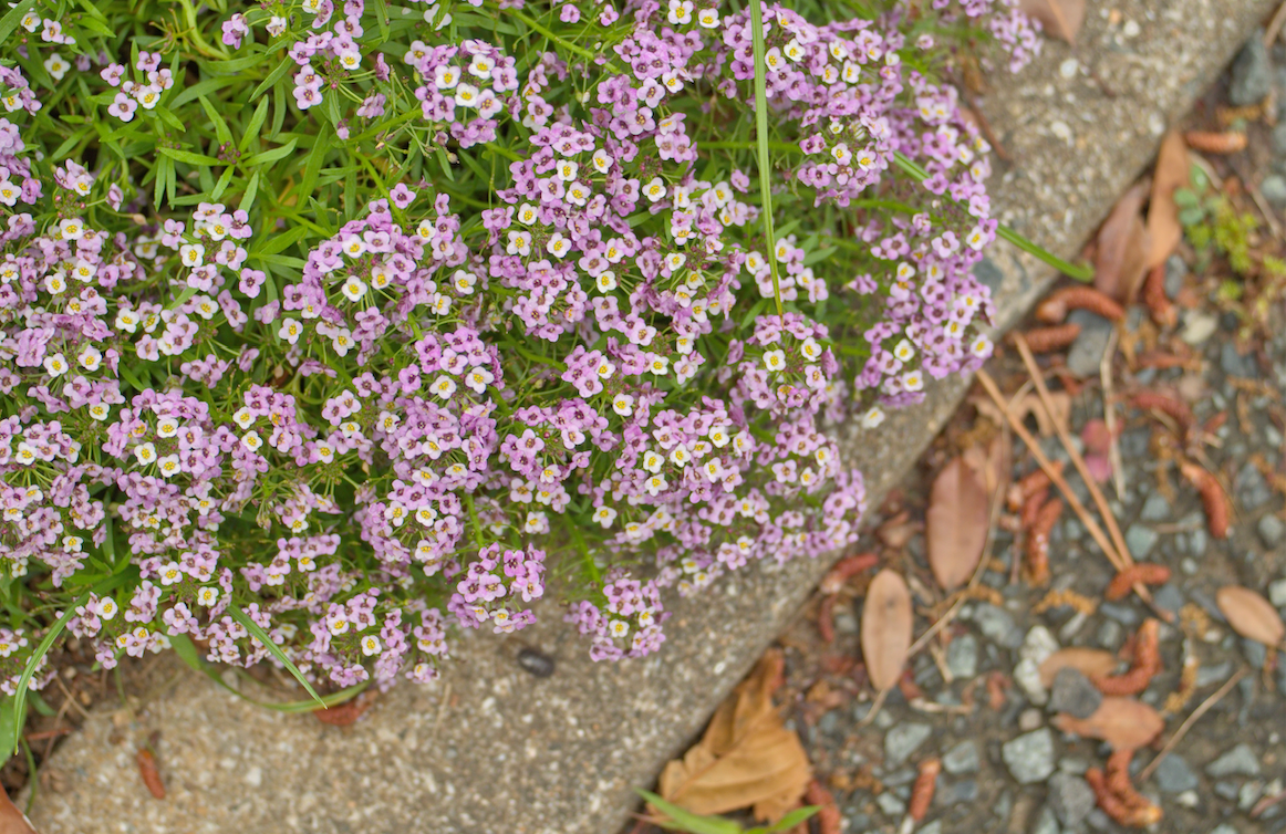 Close-up of Alyssum Royal Carpet flower seeds from SeedsNow-Flowers, showing tiny seed grains on a white background.