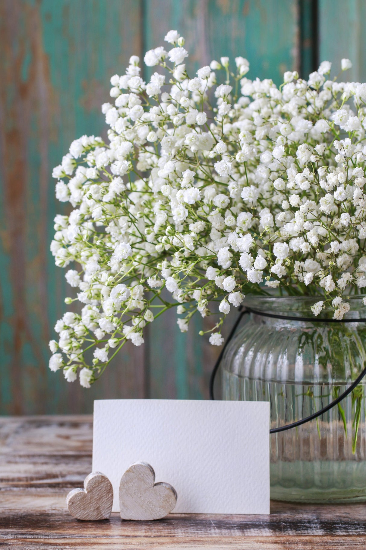 Close-up of delicate white Baby's Breath (Gypsophila) flowers in garden setting