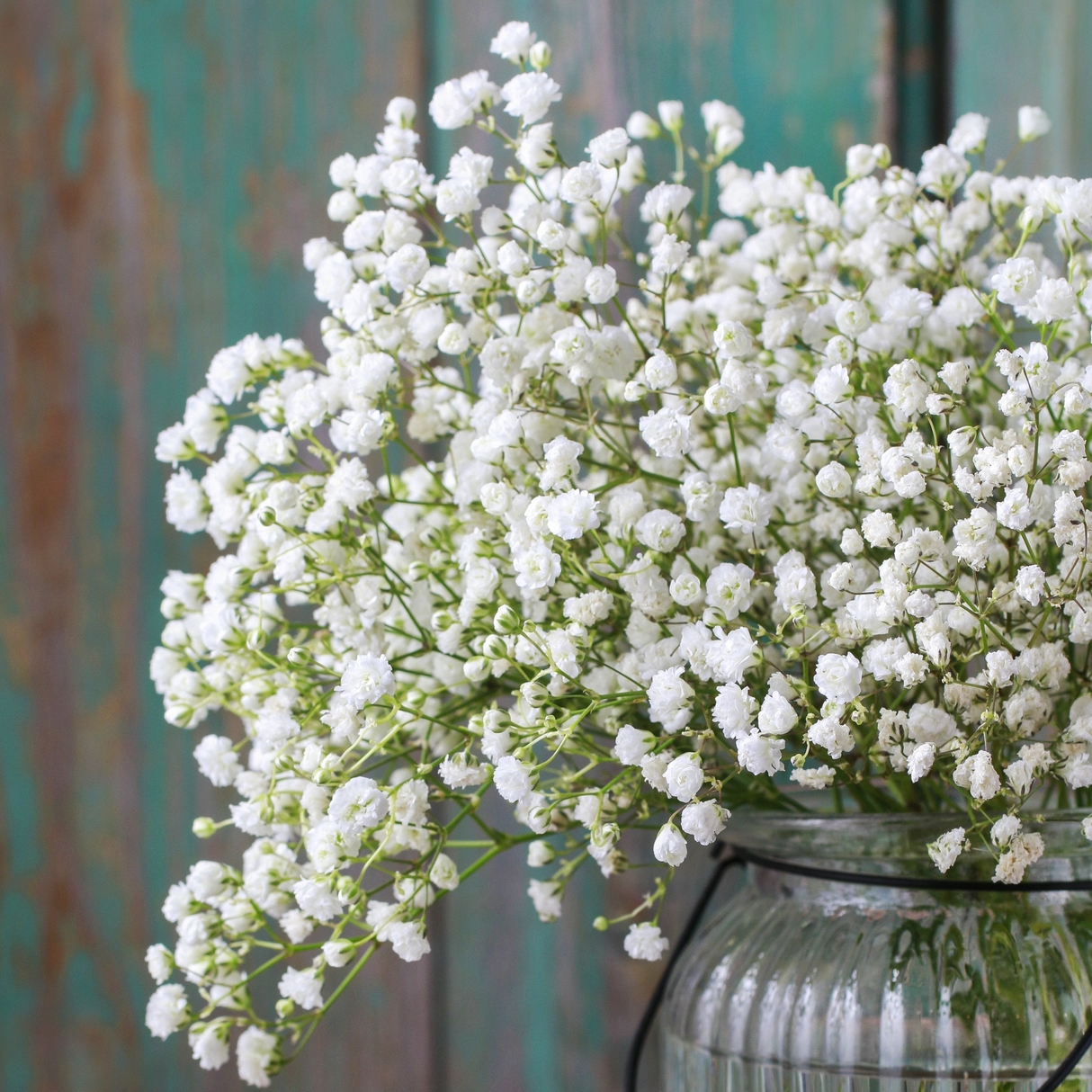 Close-up of Baby's Breath (Gypsophila) flower seeds packet with delicate white flowers on the label
