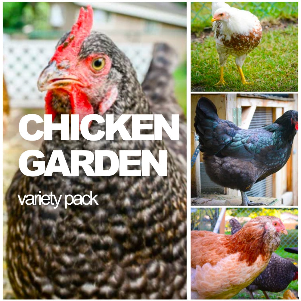 All-in-One Chicken Garden Variety Pack seeds from SeedsNow-SeedBanks, featuring diverse chicken-themed garden seed packets.