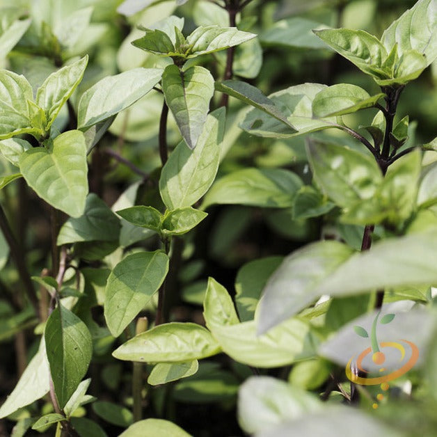 Mexican basil seeds from SeedsNow, showing small, round basil seed grains ideal for planting or culinary use.