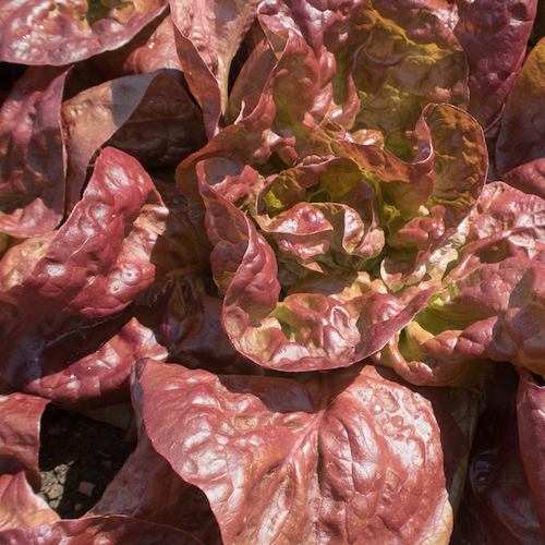 Fresh Marvel of Four Seasons lettuce from SeedsNow, showcasing vibrant green leaves and crisp texture.