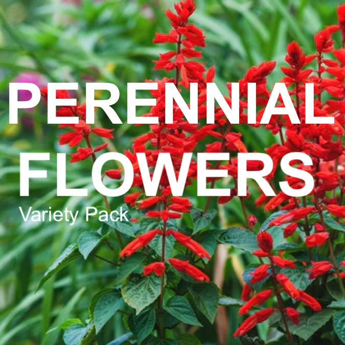Assortment of 15 popular perennial flower seed varieties for sustainable garden planting