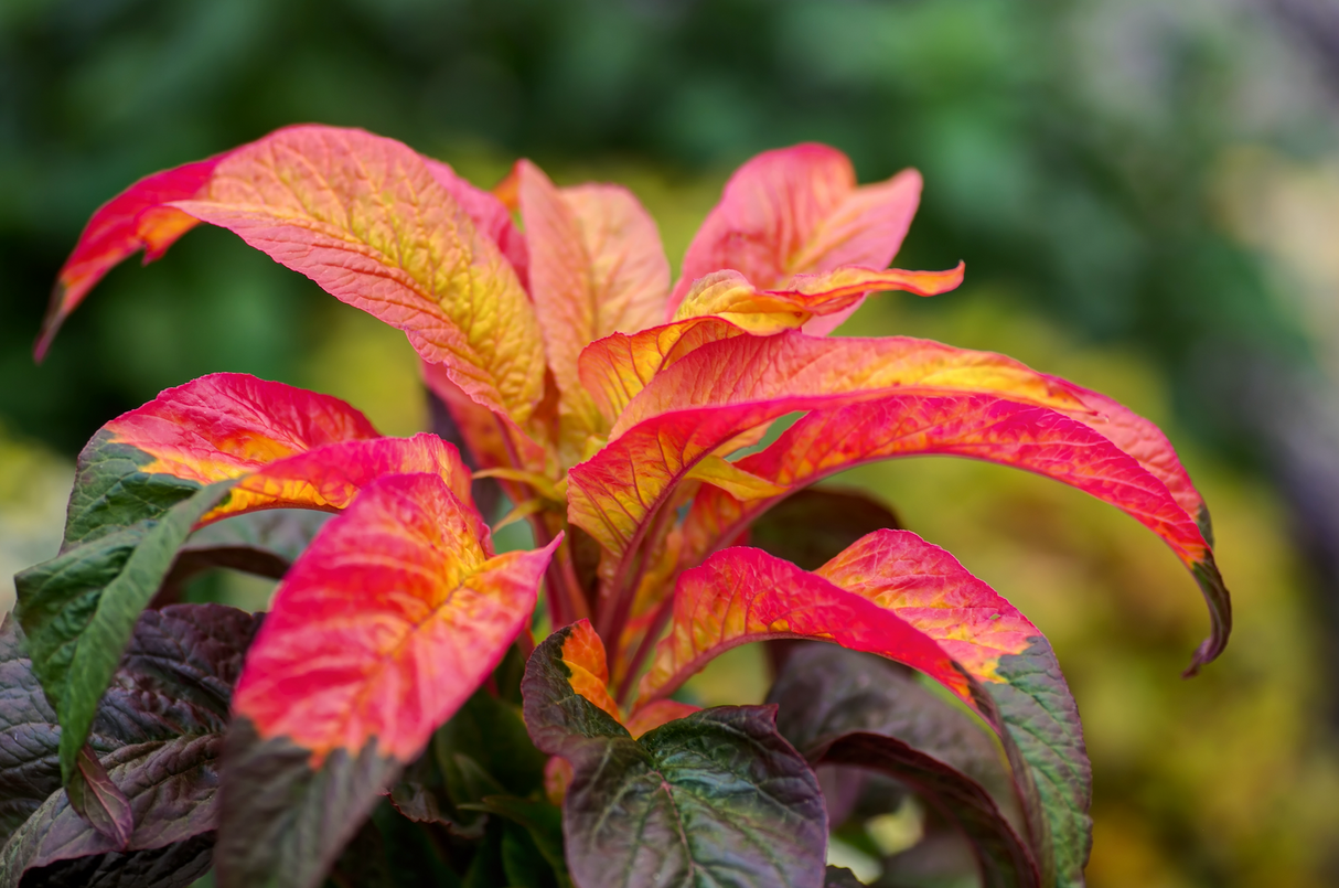 Tri-color Amaranth seeds, Joseph's Coat variety, showing vibrant multicolored seed grains for planting or gardening.
