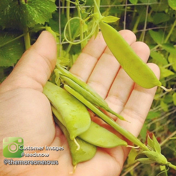 Hand holding fresh green sugar snap pea pods growing on vine with leaves in background