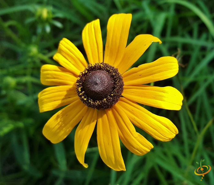 Black-eyed Susan wildflowers from SeedsNow dryland scatter garden seed mix, showing vibrant yellow petals and green foliage.