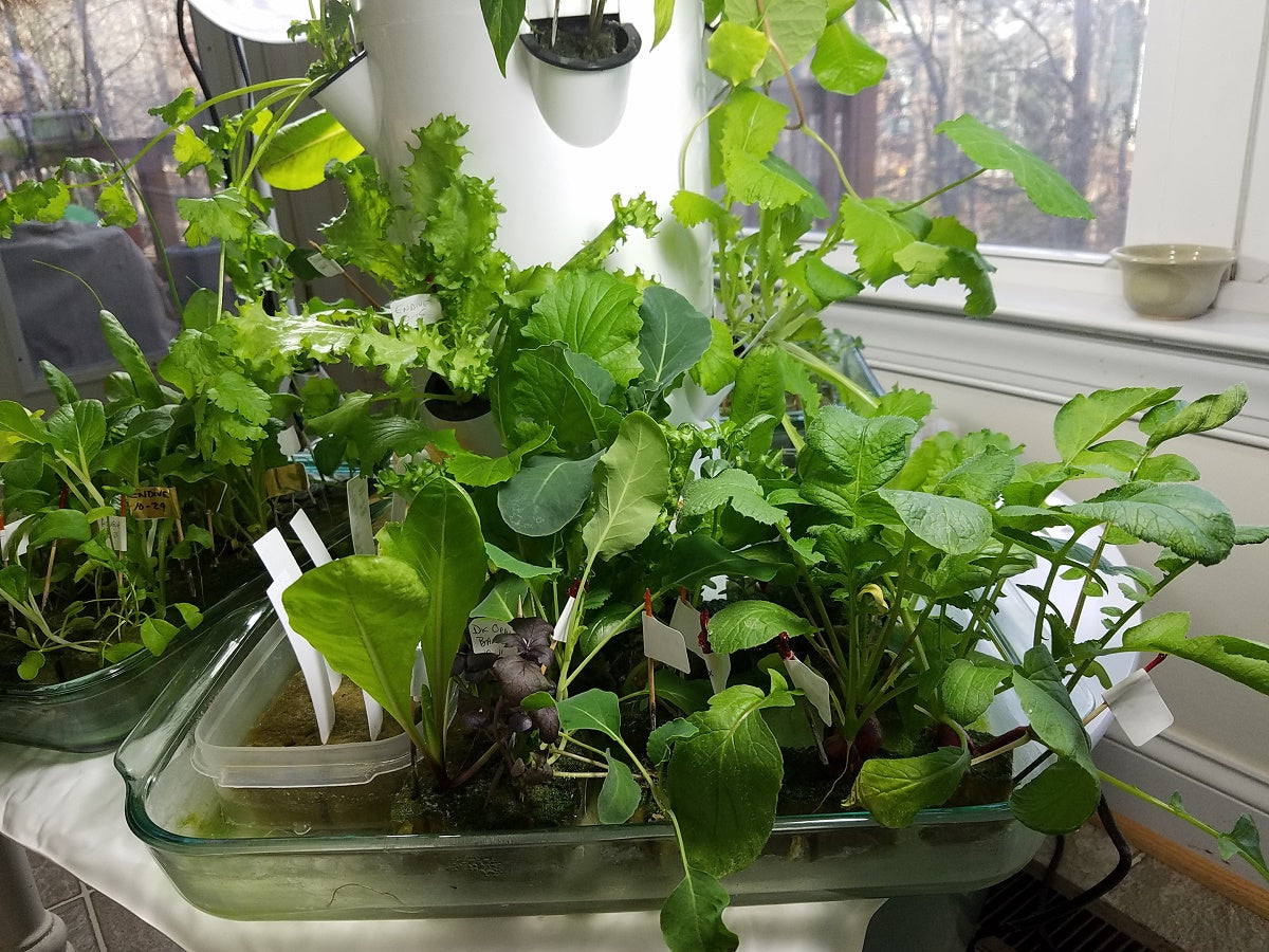 Assorted hydroponic greens in SeedsNow-SeedBanks All-in-One Greens Variety Pack, including lettuce, spinach, and herbs in a seed tray.