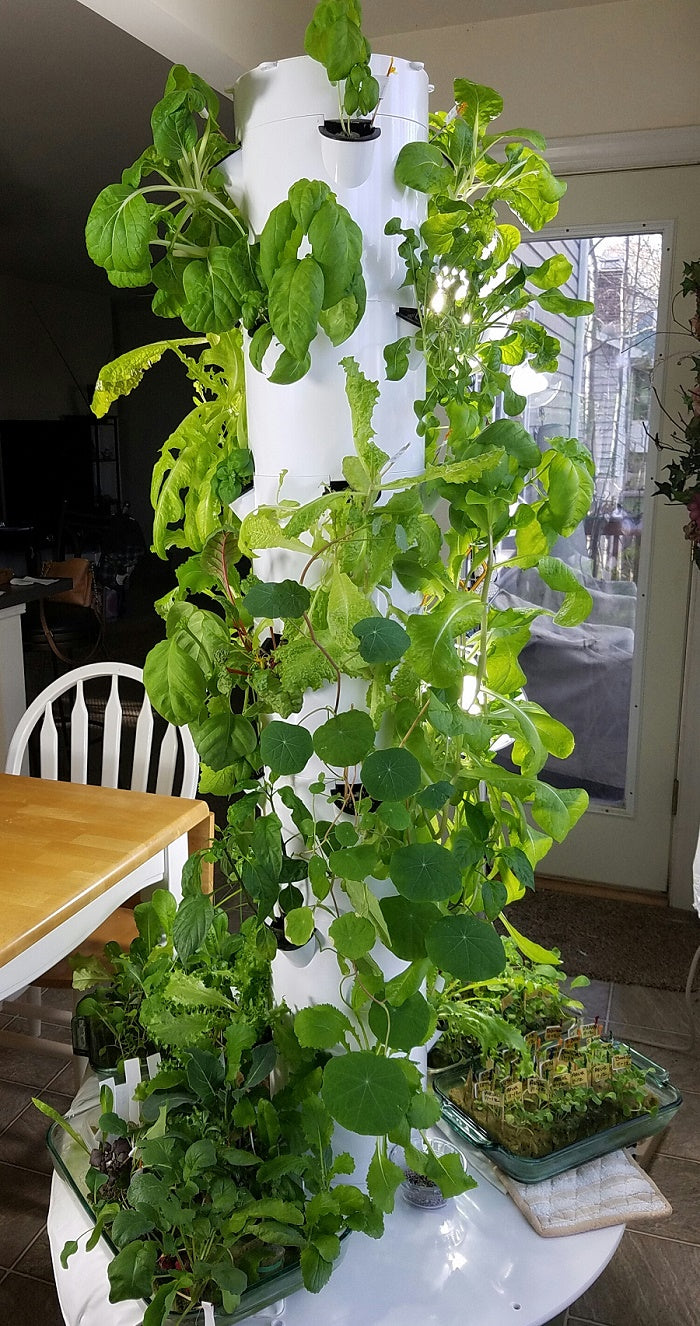 Assorted greens in SeedsNow All-in-One Hydroponic Greens Variety Pack, showcasing fresh leafy vegetables for home hydroponic gardening.