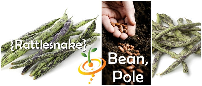 Green Rattlesnake pole bean plant with climbing vines and pods, grown from SeedsNow Rattlesnake seeds.