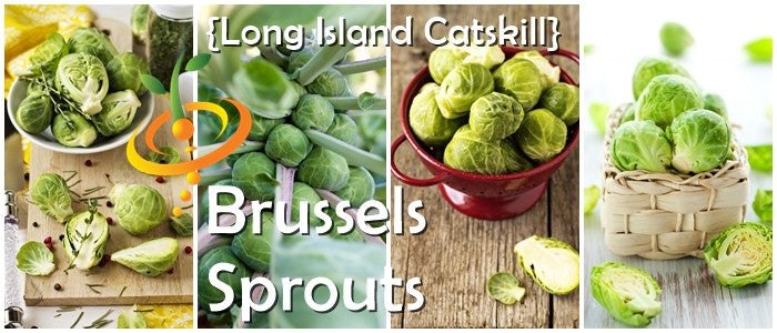 Fresh Brussels sprouts growing on the plant, harvested from SeedsNow Long Island Catskill seeds, ready for gardening or culinary use.