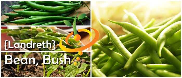 Bush bean plant from Landreth Seeds, showing green bean pods and lush foliage in a garden setting.