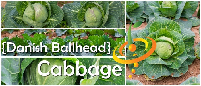 Danish Ballhead cabbage growing in soil with large green heads and leafy outer layers