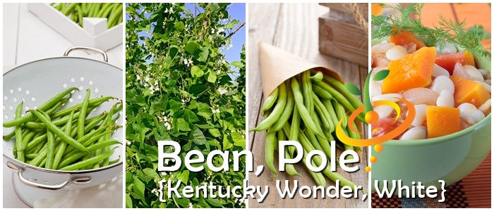 Kentucky Wonder pole bean with white seeds, climbing plant with green pods, grown from SeedsNow seed packet.