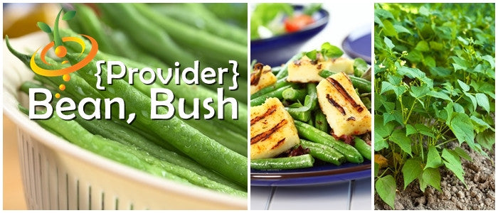 Bush bean seeds labeled Provider from SeedsNow, showcasing healthy seed packets for planting in vegetable gardens.