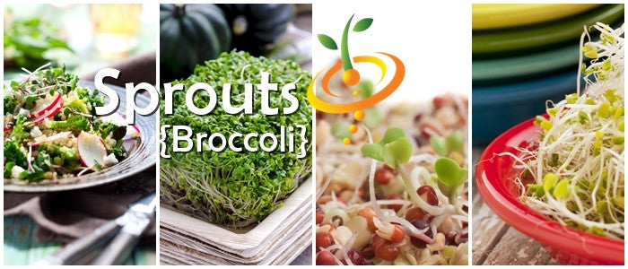 Assorted fresh broccoli sprouts and microgreens displayed in various dishes and containers
