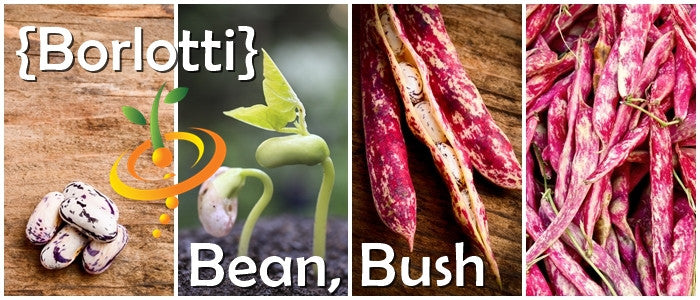 Borlotti bush bean seeds from SeedsNow, close-up of seed packet with colorful bean illustrations and seeds for planting.
