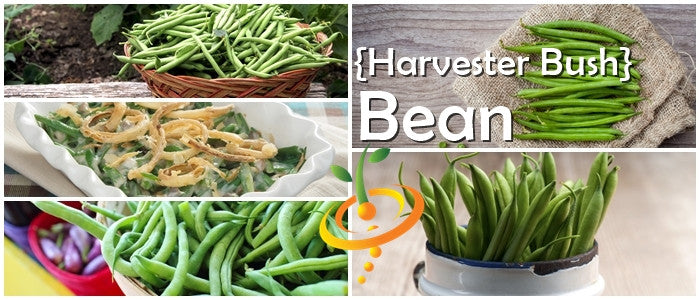 Collage of Harvester Bush Beans including fresh pods, cooked dish, and basket of green beans showcasing easy-to-grow, high-yield bush bean variety