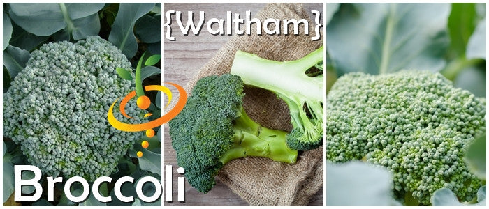 Fresh green broccoli with tight florets and sturdy stalks from SeedsNow Waltham seeds, ready for planting or harvest.