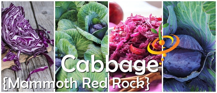 Collage of Mammoth Red Rock cabbage varieties including sliced red cabbage, green leafy cabbage, shredded red cabbage, and whole red cabbage head.