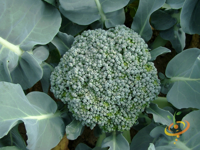 Fresh green broccoli from SeedsNow Waltham seeds, showing tightly packed florets and sturdy stalks.