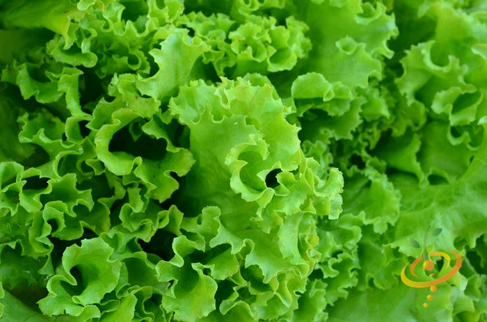 Close-up of fresh, curly Salad Bowl Green Lettuce leaves, perfect for salads and garnishes