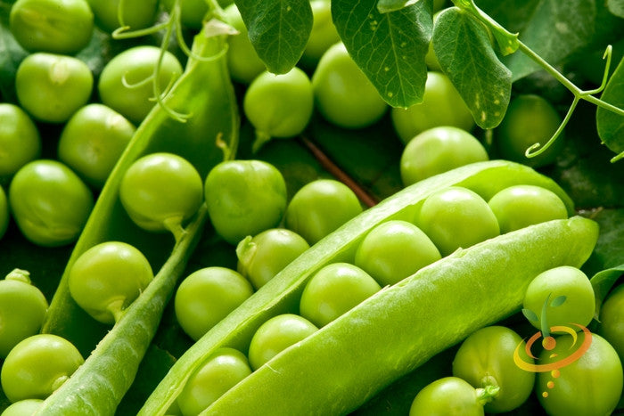 Close-up of fresh green peas and open pea pod for Little Marvel seeds