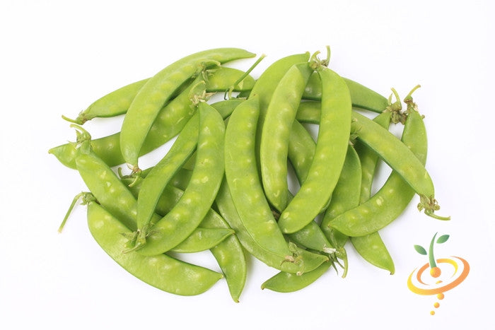 Oregon Giant snow pea plant with lush green pods, grown from SeedsNow Pea (Snow) Oregon Giant seeds, ready for harvesting.