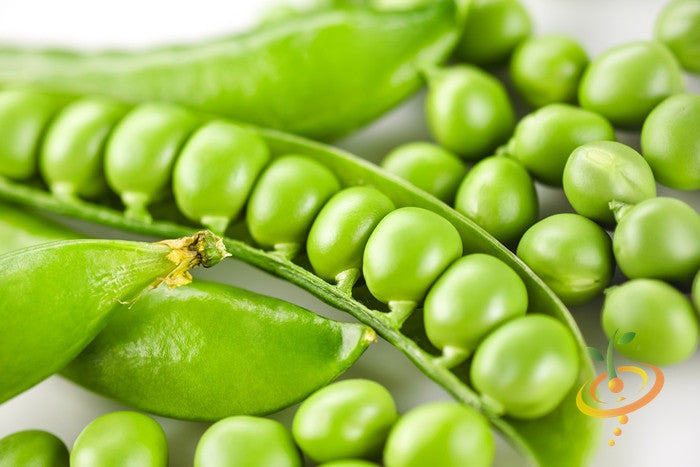Close-up of fresh green Wando pea pods with peas inside and scattered around
