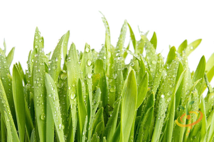 Fresh barley grass sprouts from SeedsNow, vibrant microgreens growing from barley grass seeds on a white background.