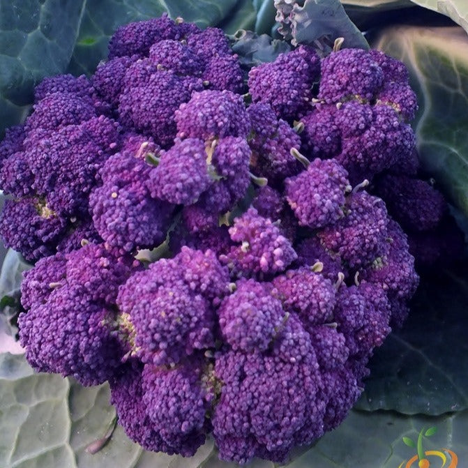 Early Purple broccoli seeds from SeedsNow, showing vibrant green broccoli heads with purple hints on leafy stems.