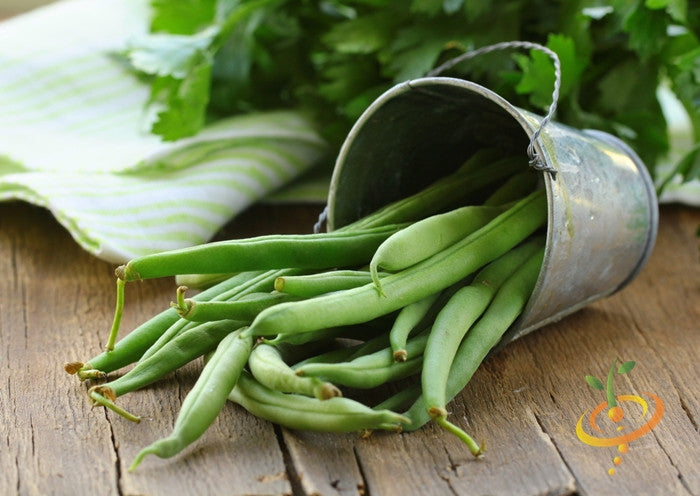 Bush bean plant with green beans growing on compact bush, from SeedsNow Top Crop seed variety.