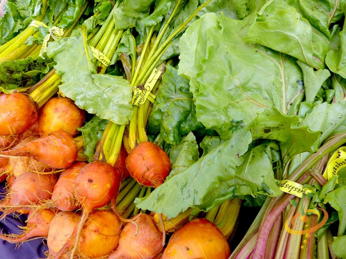 Golden Detroit beets with green leaves, freshly harvested and bundled together
