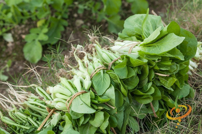 Fresh Chinese Bok Choy cabbage seeds from SeedsNow, showing green leafy stems and compact heads ready for planting.