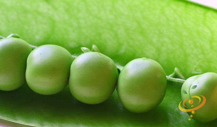 Close-up of fresh green Wando pea seeds in a pod