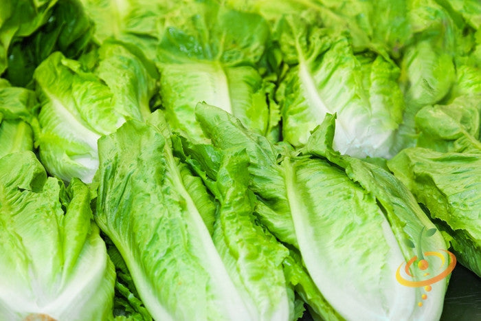 Fresh Michihili cabbage heads with light green, tender, leafy cylindrical shapes ideal for stir-fry and pickling