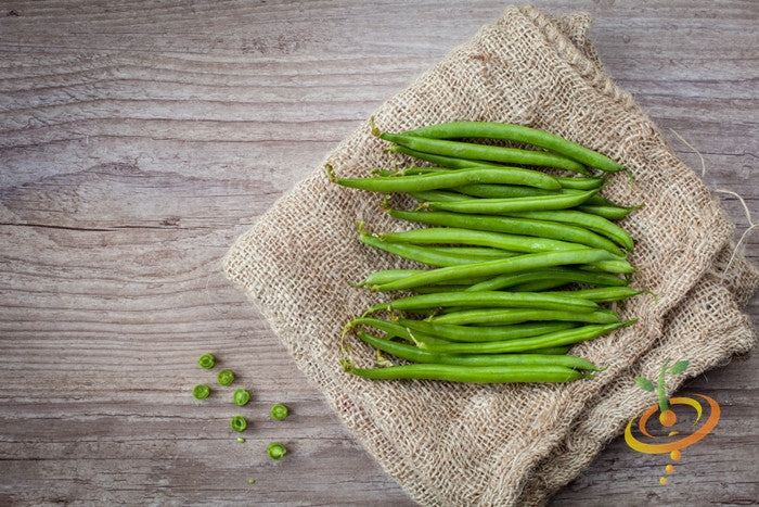 Fresh green bush harvester beans on burlap sack with wooden background