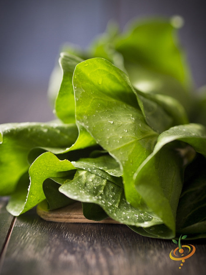 Fresh dark green Romaine lettuce leaves with water droplets on a wooden surface