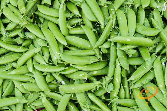 Close-up of fresh green Wando seeds pea pods piled together