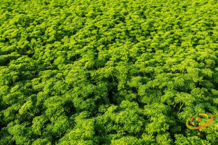 Fresh green curled parsley leaves, SeedsNow Triple Moss Curled parsley seeds in packaging, ideal for herb gardening.