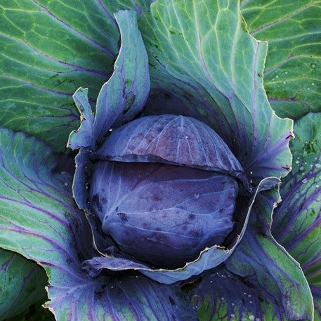 Close-up of a Mammoth Red Rock cabbage with deep red and green leaves growing in a garden