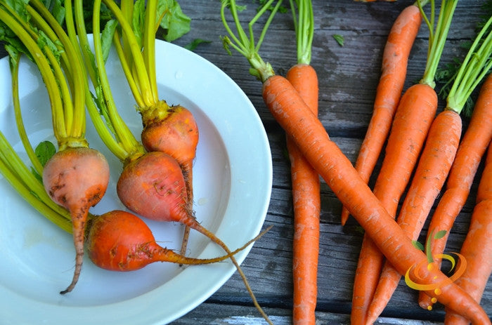 Golden Detroit beet roots on white plate next to fresh orange carrots on wooden surface