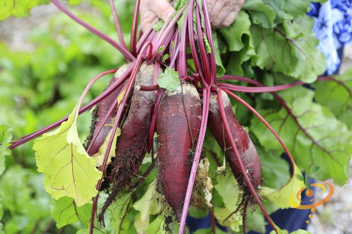 Beet Cylindra seeds from SeedsNow, small and round seed packets on a white background.