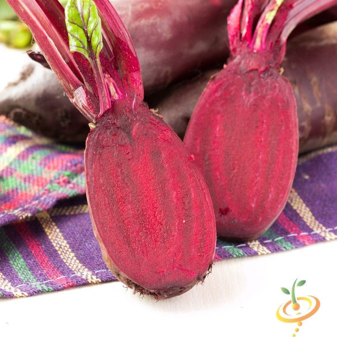 Cylindra Beet seeds for sale online in the USA. Cold-hardy cylindrically shaped, 60 days to maturity! Open-pollinated, USA-quality, Heirloom, organic seeds & more!