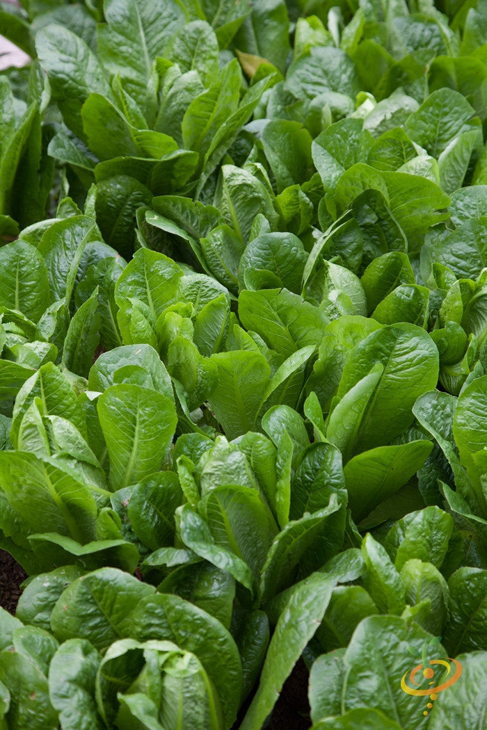 Dark green romaine lettuce plants growing closely together in soil