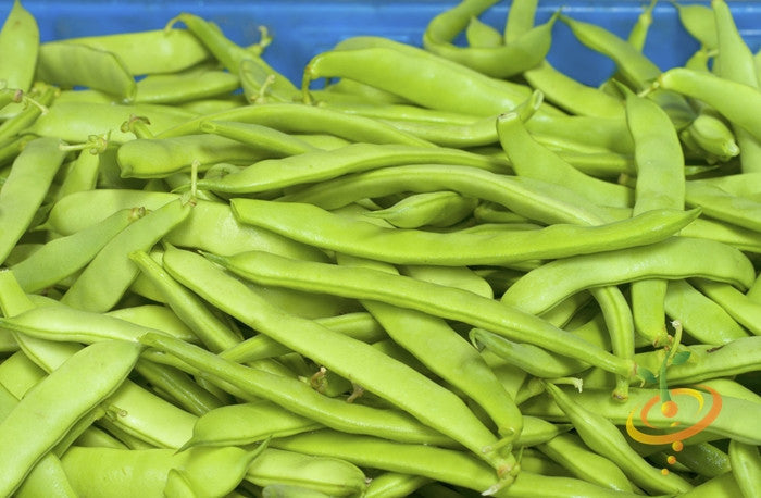 Close-up of fresh Romano Pole Beans with smooth, flat, green pods