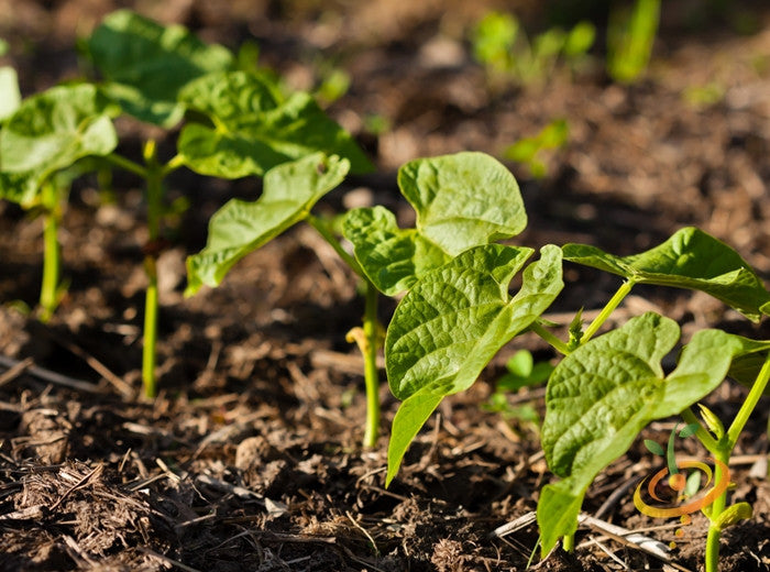 Fresh green Landreth SeedsNow bush bean plant with lush foliage, ready for planting in vegetable gardens.