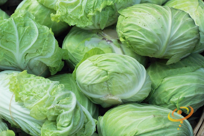 Fresh green heads of Cabbage Charleston Wakefield variety stacked together