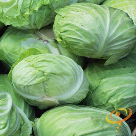Charleston Wakefield cabbage seeds online in the USA. 4 lb. heads, excellent flavor. Open-pollinated USA-quality, NON-GMO heirloom, organic, non-hybrid seeds & more!